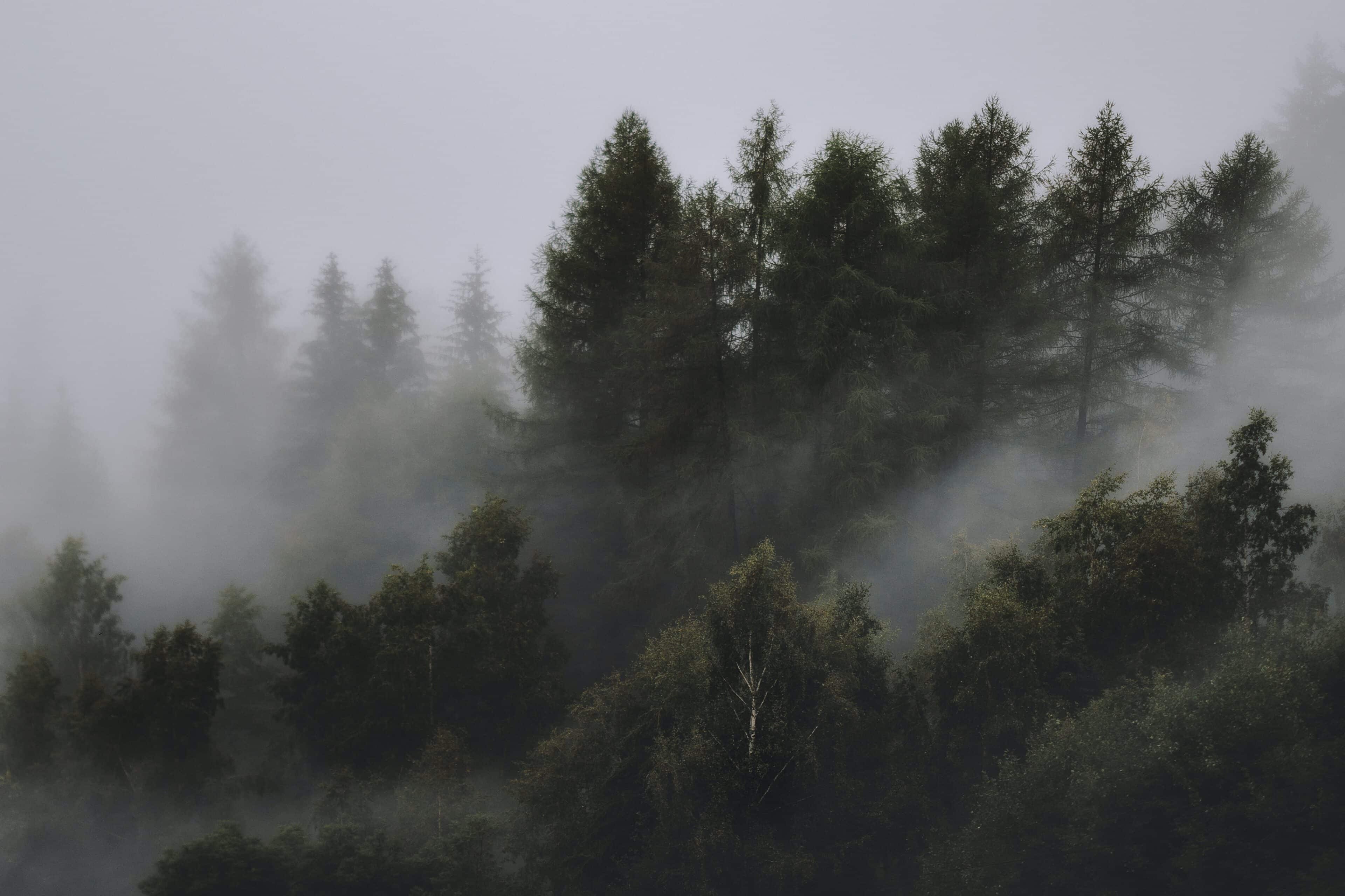 Gwaii Wellness misty forest